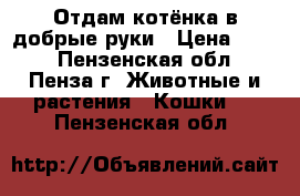 Отдам котёнка в добрые руки › Цена ­ 100 - Пензенская обл., Пенза г. Животные и растения » Кошки   . Пензенская обл.